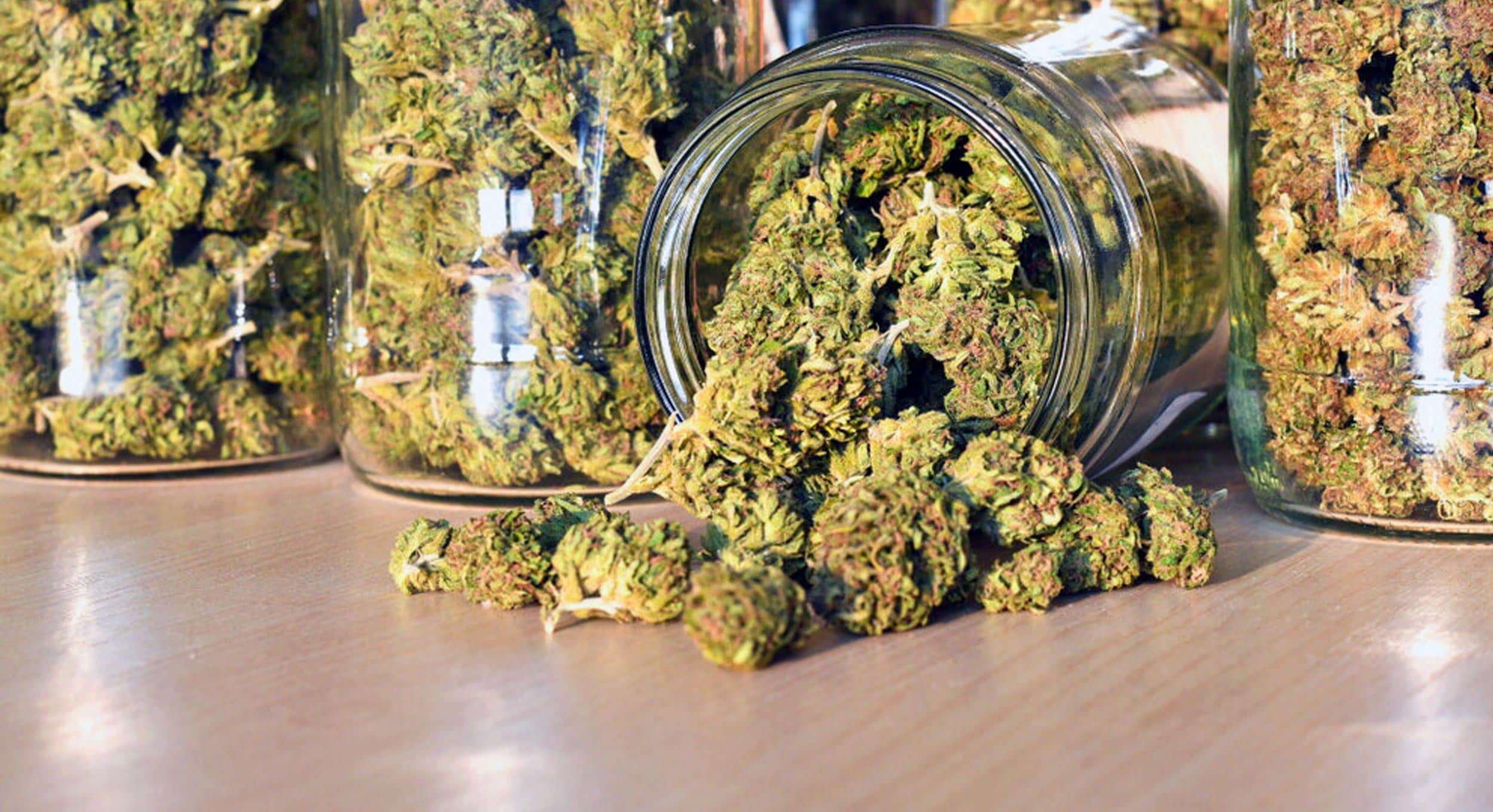 Thailand's Biggest Selection of Cannabis Flowers