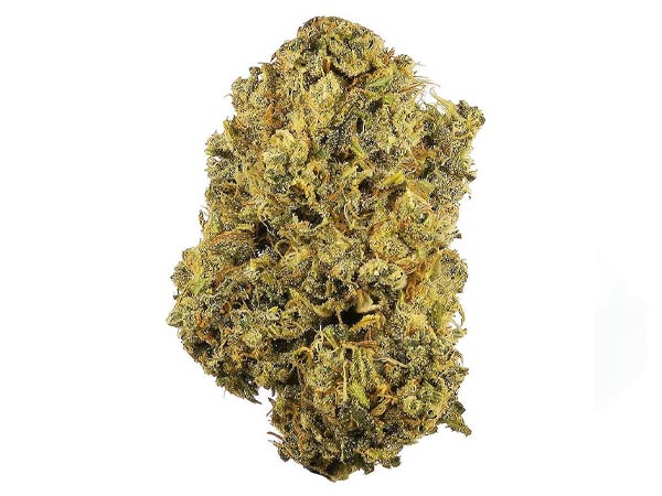 Sativa 100%